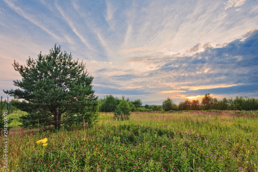 Sunset in summer field