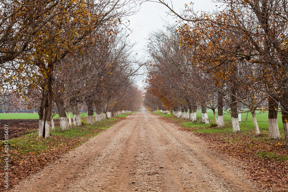 Fototapeta premium road in forest