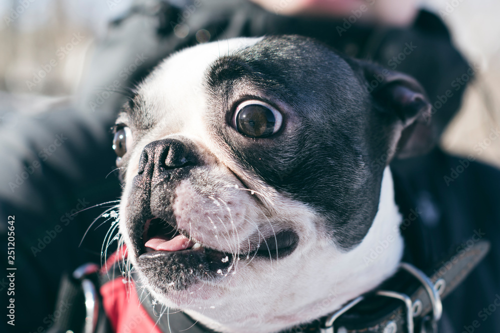 Boston terrier muzzle online