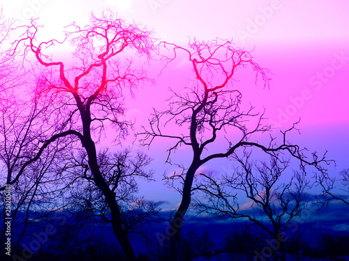 A beautiful tree on the background of an abstract sky © kostin77