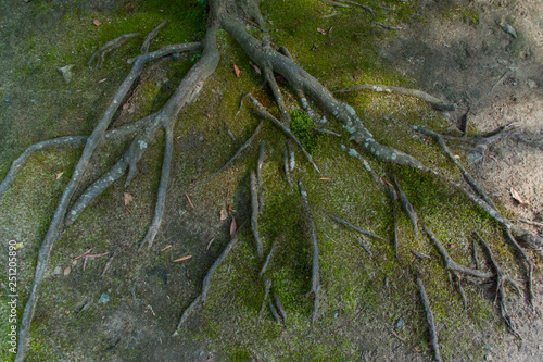 Photography Spreading roots on the Japanese ground