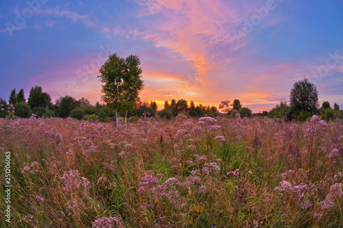 Sunset in summer field