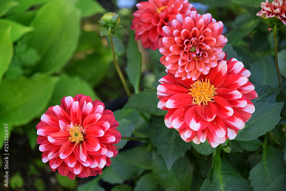 Fototapeta premium Dalia czerwona