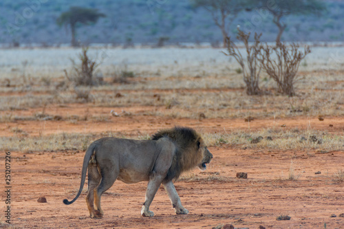 African Liom © Emilian