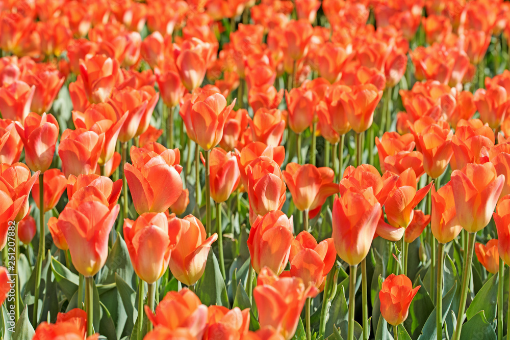 Obraz premium Blühende orangefarbene Tulpen