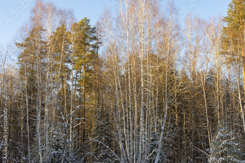 Wallpaper Mural Fairy winter forest in the snow. Winter time. Heavy snowfall. Trees in the snow. Beautiful landscape. The trunks and branches of trees. Winter forest with snow on trees and floor Torontodigital.ca