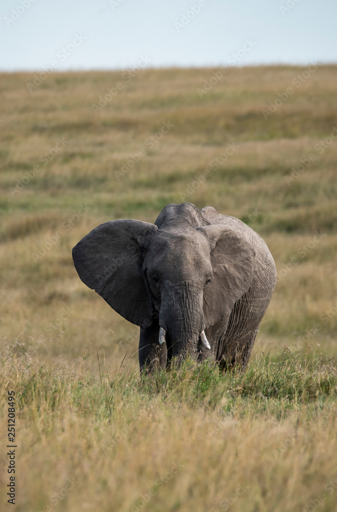 A lone elephant grazing in the savannah of Masai mara national reserve during a wildlife safari