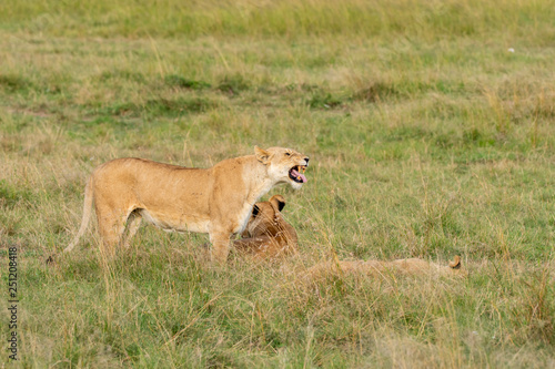 A lioness smelling one of its cubs in the green grasses of Masai Mara National Park during a wildlife safari © Chaithanya