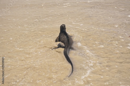 Iguana wading into the Ocean on Galapagos Island © JMP Traveler