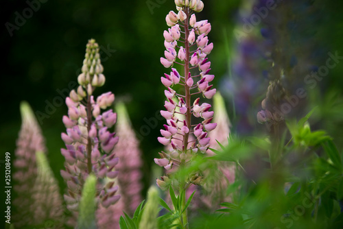 Pink lupins growing in the spring time 