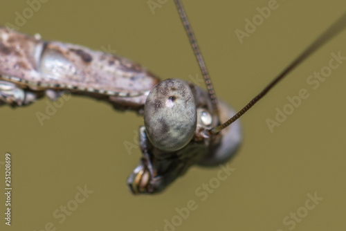 Mantis Eye © Gregory