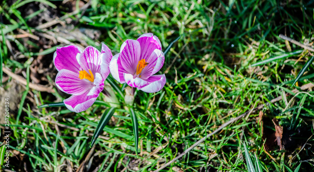 purple flowers in the garden - crocus purple flowers in the garden - crocus