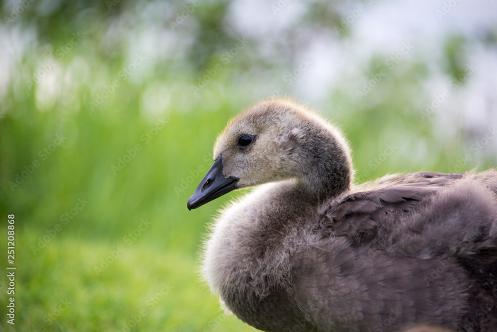 Young Canadian chick geese sitting near a lake Young Canadian chick geese sitting near a lake