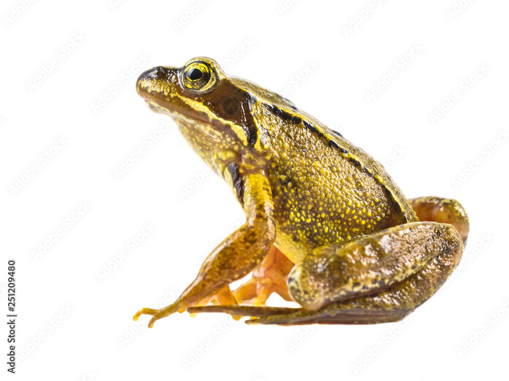Fototapeta premium Common brown frog on white background