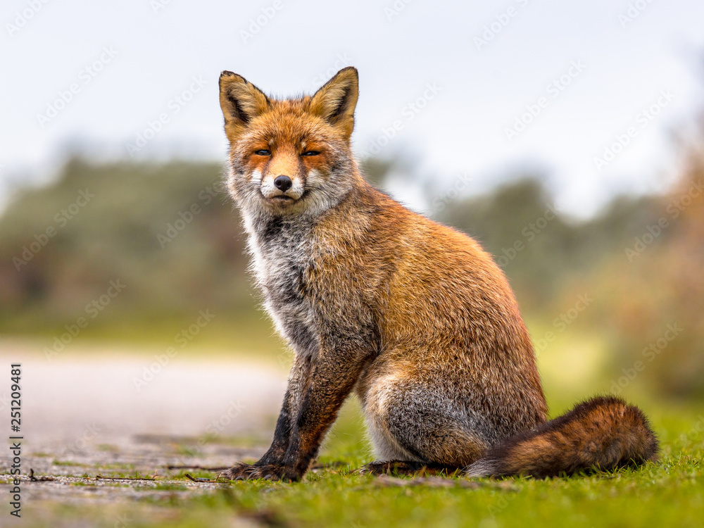 Fox sitting in grass