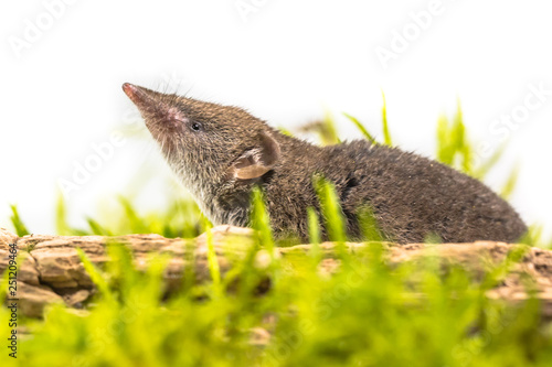 Shrew pointing nose in the air photo
