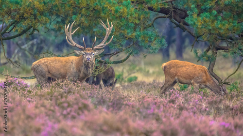 Herd of Red deer in field of heather