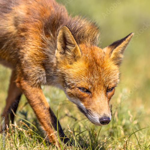 Red Fox sneaky portrait