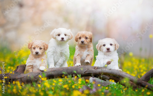 four puppies stand on a broken branch among dandelions, flowers and grass