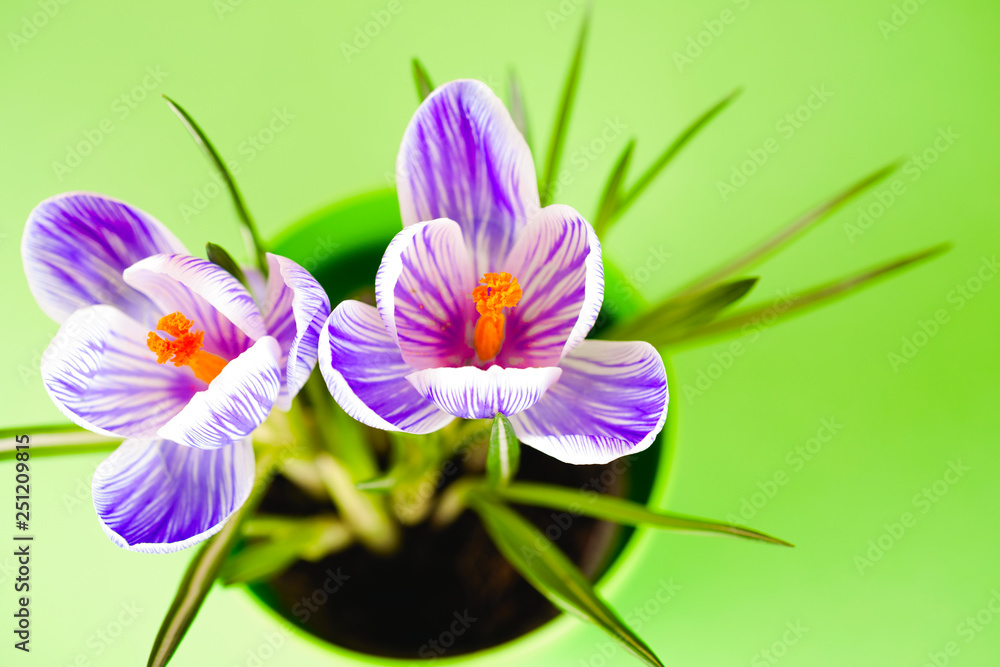 Crocus on bright colorful background. spring flowers.