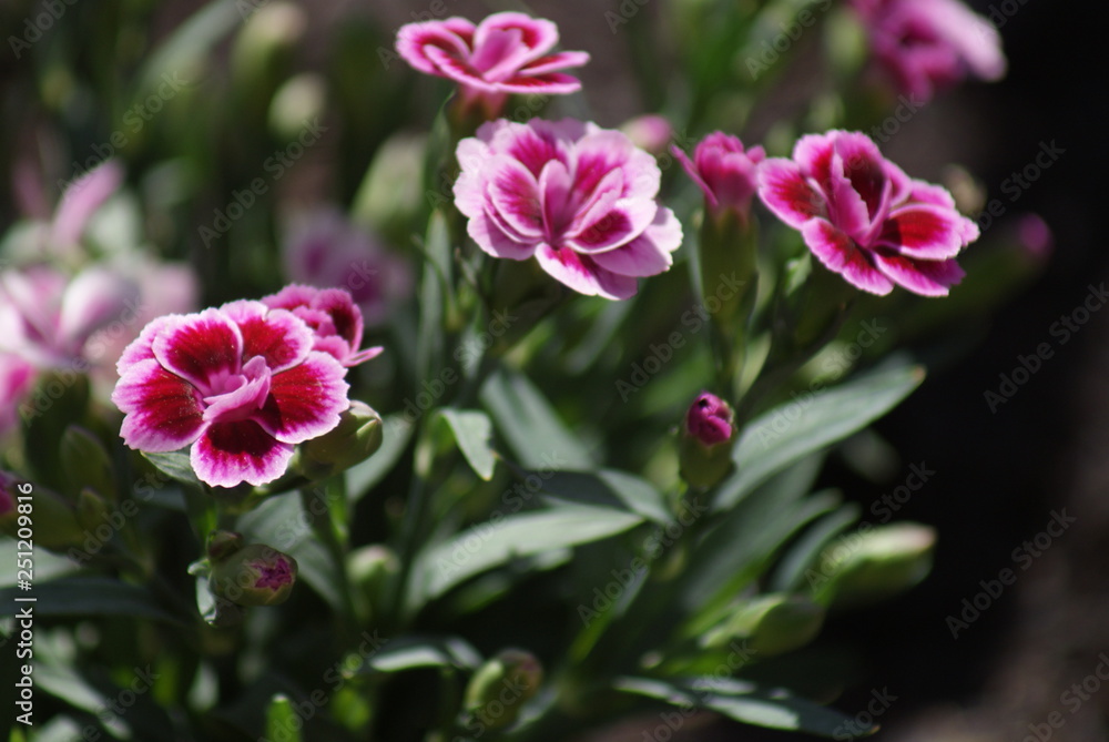Blume,natur,sommer,frühling,wasser,erde,blüte,blüten, Blume,natur,sommer,frühling,wasser,erde,blüte,blüten,