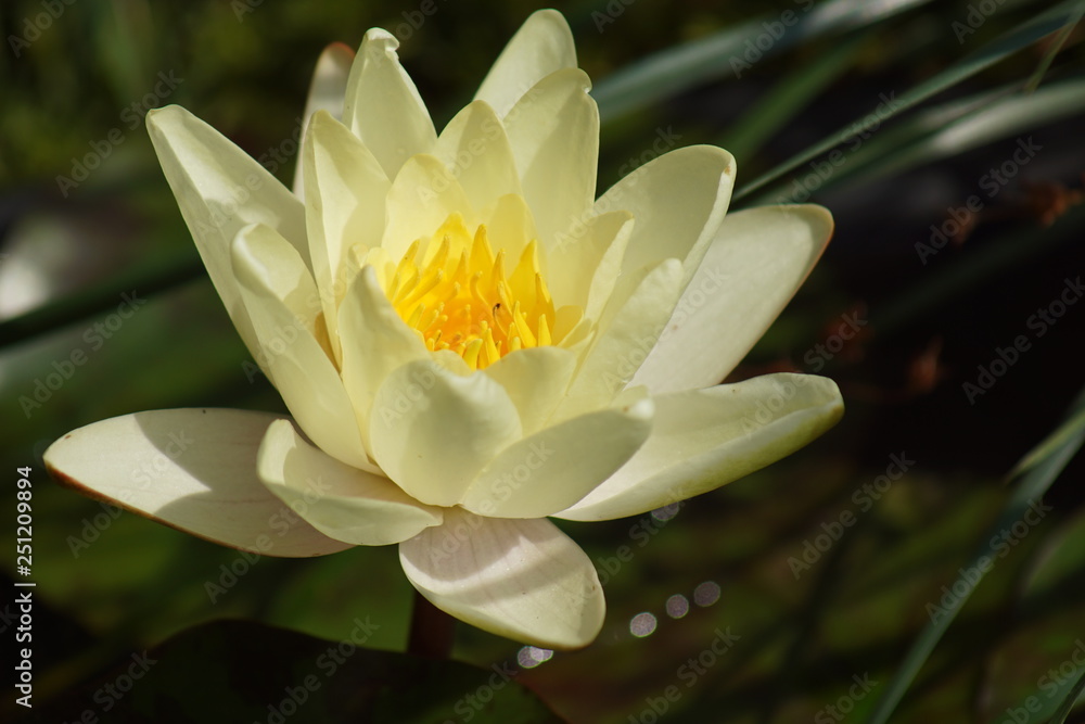 Blume,natur,sommer,frühling,wasser,erde,blüte,blüten,