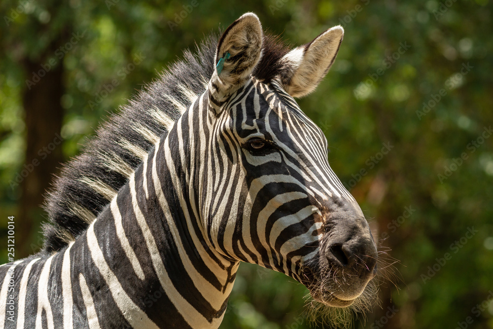 Naklejka premium Zebra