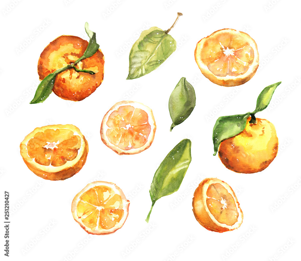 Watercolour hand painted summer fruit oranges and leaves illustration set on white background