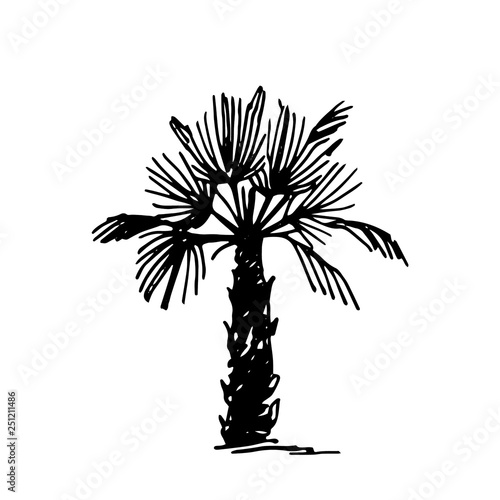 Vector Hand drawn sketch of palm logo illustration on white background