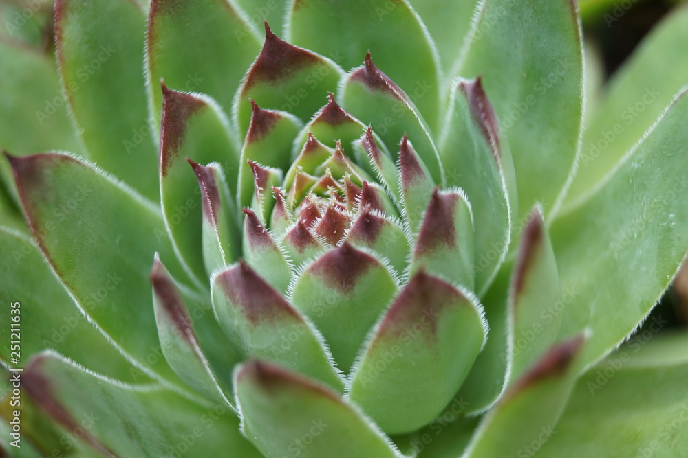 Blume,natur,sommer,frühling,wasser,erde,blüte,blüten, Blume,natur,sommer,frühling,wasser,erde,blüte,blüten,
