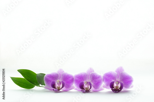 Concept of beauty and freshness - three purple orchid blossoms and green leaves isolated on white background