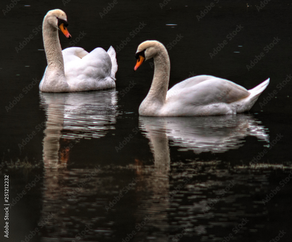 Cygnes sur l'Ain, France Cygnes sur l'Ain, France
