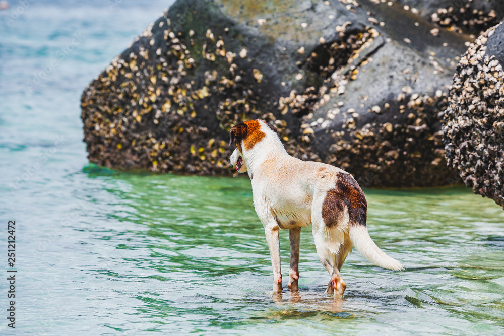 the dog is standing on the beach in the tropical sea the dog is standing on the beach in the tropical sea