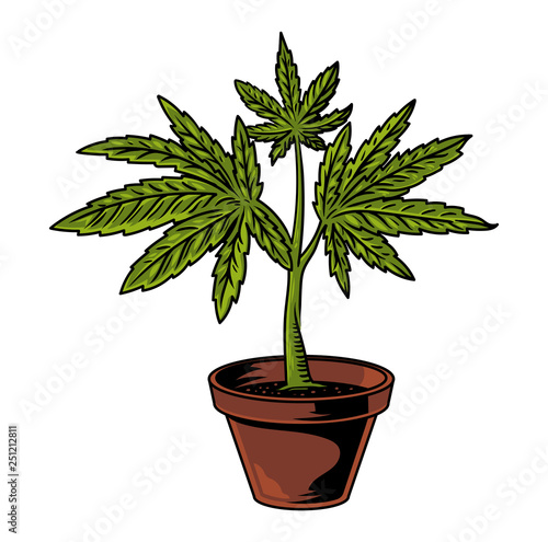 pot cannabis drawing 