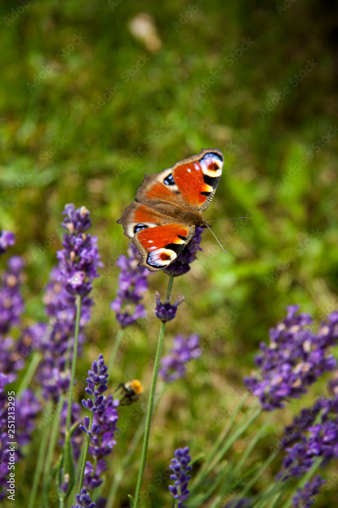 bright summer butterfly peacock eye on the delicate purple flowers of lavender bright summer butterfly peacock eye on the delicate purple flowers of lavender
