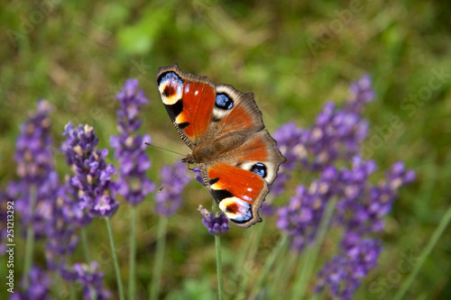 bright summer butterfly peacock eye on the delicate purple flowers of lavender