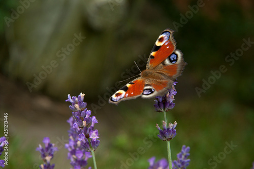 bright summer butterfly peacock eye on the delicate purple flowers of lavender