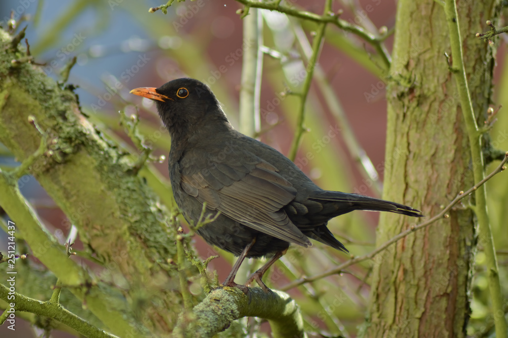 Amsel Amsel