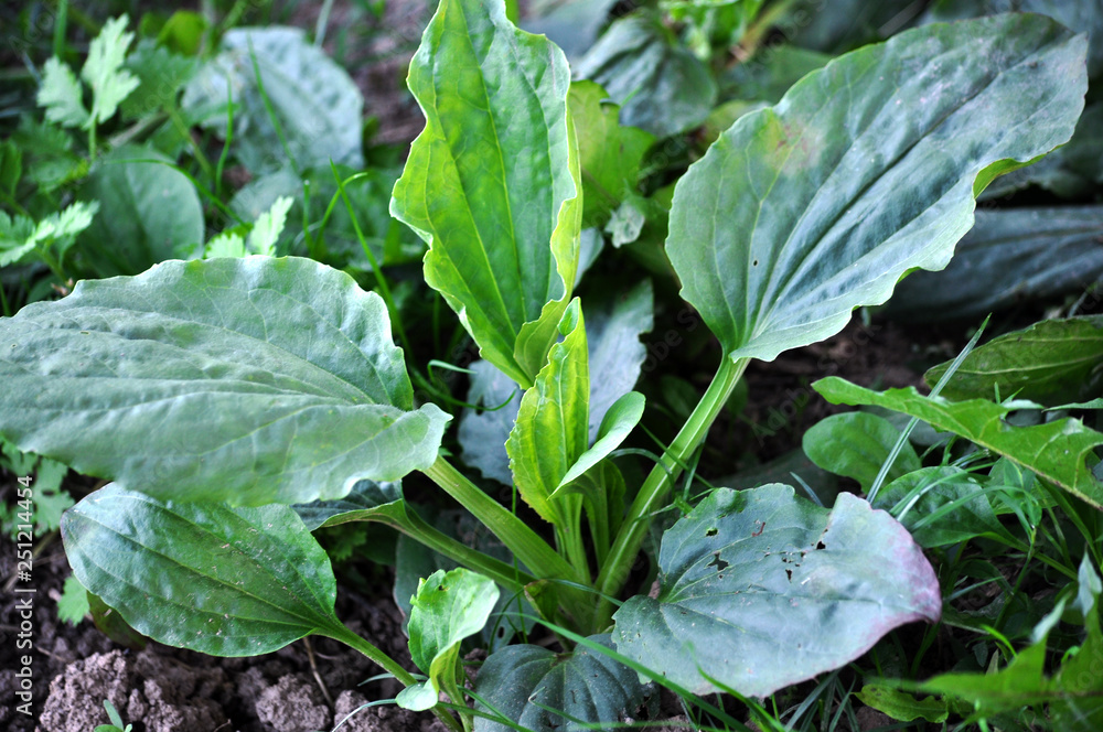 Naklejka premium In nature, the plantain is growing