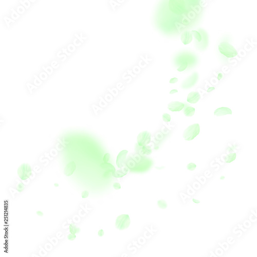 Green flower petals falling down. Mind-blowing rom