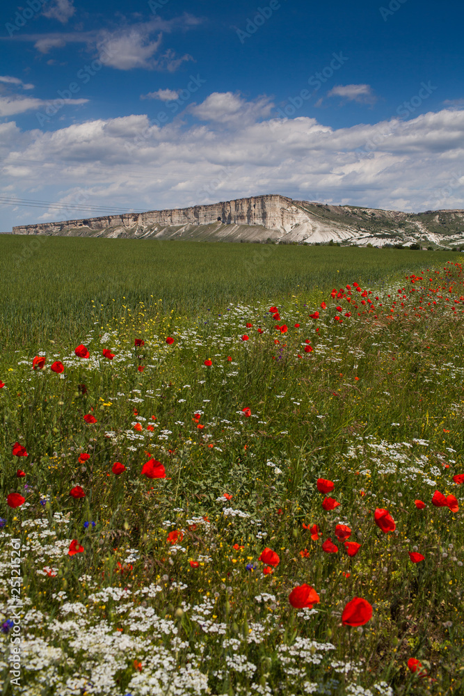 sheer white cliffs over a field of white and red wild flowers under a cloudy sky