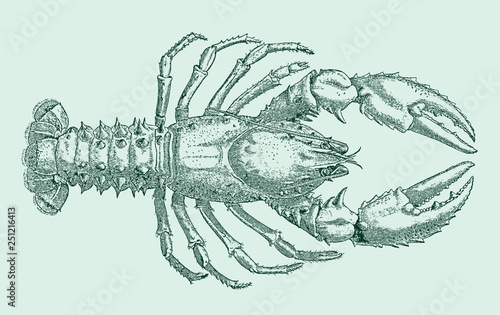 Australian red claw crayfish (cherax quadricarinatus) in top view. Illustration after a historical engraving, etching or lithography from the 19th century. Easy editable in layers