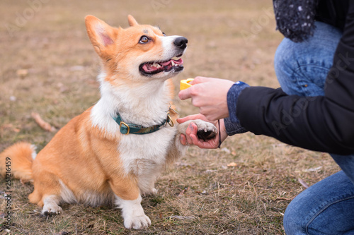 фотографія Welsh corgi pembroke dog giving a paw during positive clicker trainng