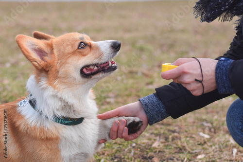 Fotografie Welsh corgi pembroke dog giving a paw during positive clicker trainng