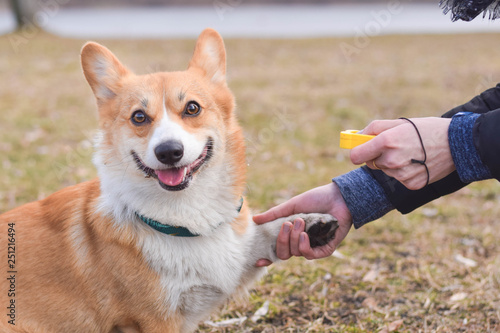 Φωτογραφία Welsh corgi pembroke dog giving a paw during positive clicker trainng