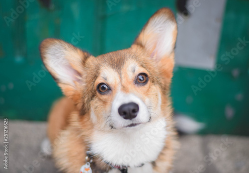 Welsh corgi pembroke cute dog portrait with green background and strong colours © Justyna