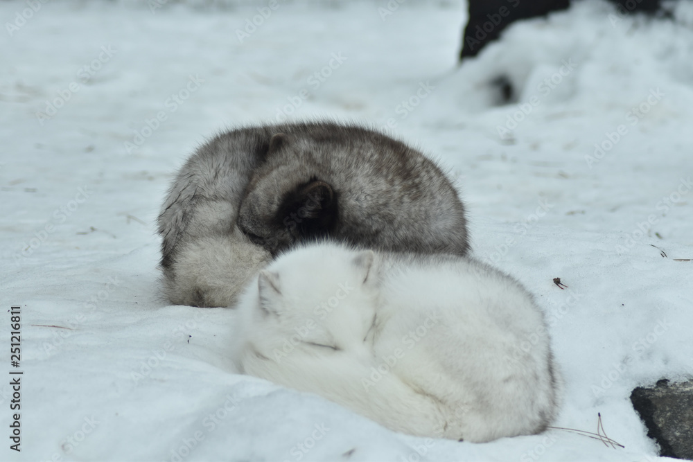 Fototapeta premium Artic Fox