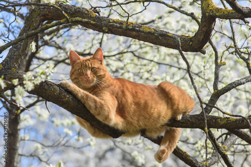 Beautiful ginger cat sleeping on branch of blooming plum tree. Spring time.