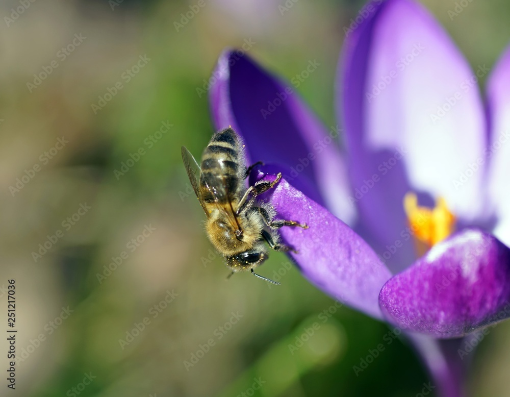 Eine Biene auf einem frühblühenden Krokus Eine Biene auf einem frühblühenden Krokus
