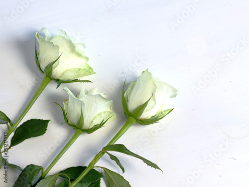 Three romance  white roses with green stem isolated with free copy space for text. Compliment congradulation for women photo